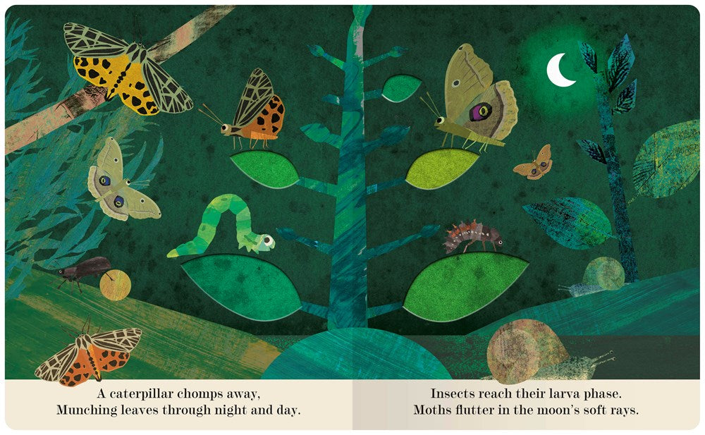 Bugs: A Peek Through Picture Book