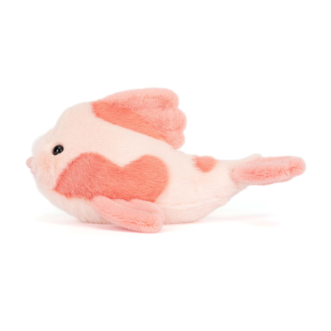 Fancy Carp