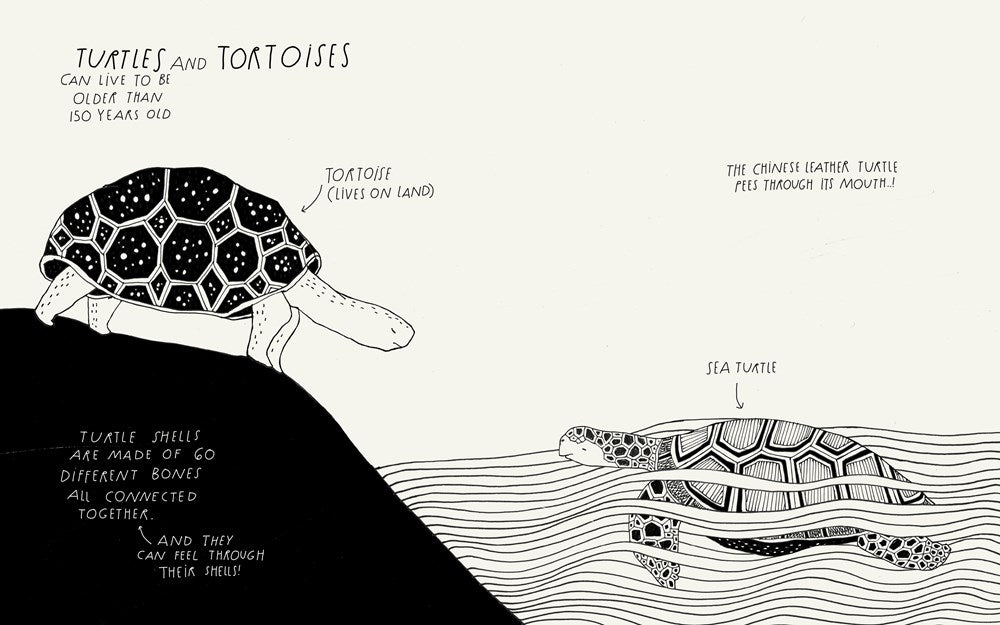 Animal Compendium Example The Illustrated Compendium of Amazing Animal Facts – Misto Lino